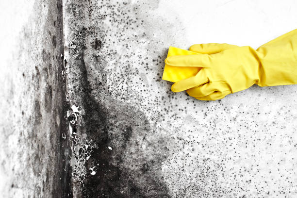 Best Black Mold Removal  in Holly Hills, CO